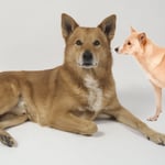 Canaan Dog Dogs Breeds