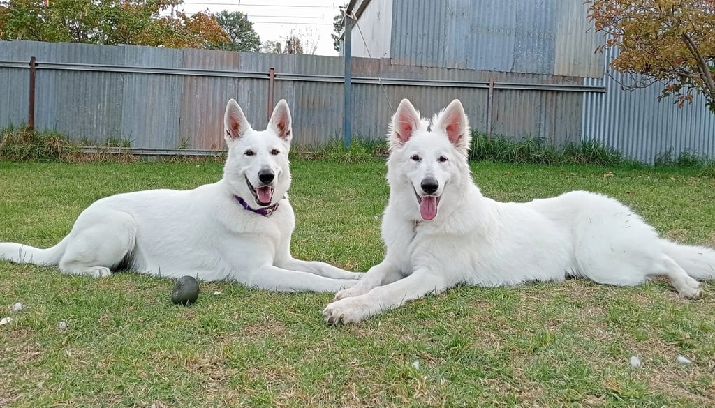 White Swiss Shepherd Dog Temperament and Personality