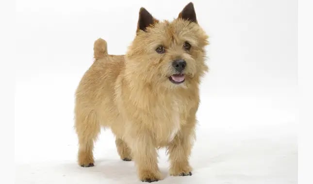 Norwich Terrier dog