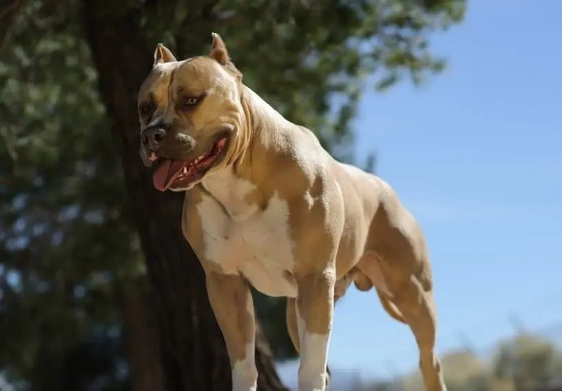 American Pit Bull Terrier dog