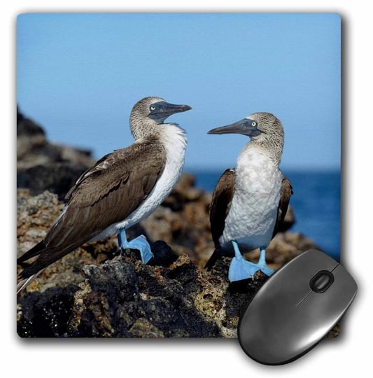 3drose-ecuador-galapagos-islands-isabela-island-blue-footed-booby-mouse-pad-8-by-8-mp-207624-1-1