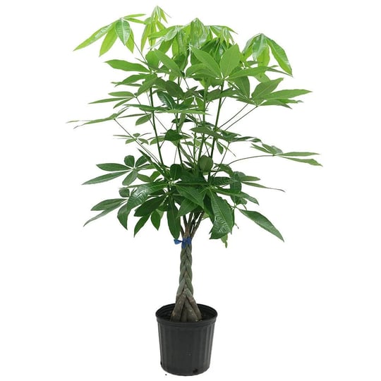 42-live-money-tree-plant-in-nursery-pot-1
