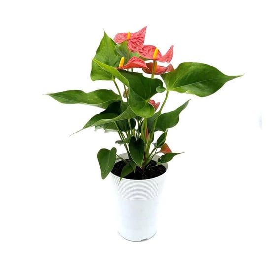 5-in-anthurium-assorted-plant-1