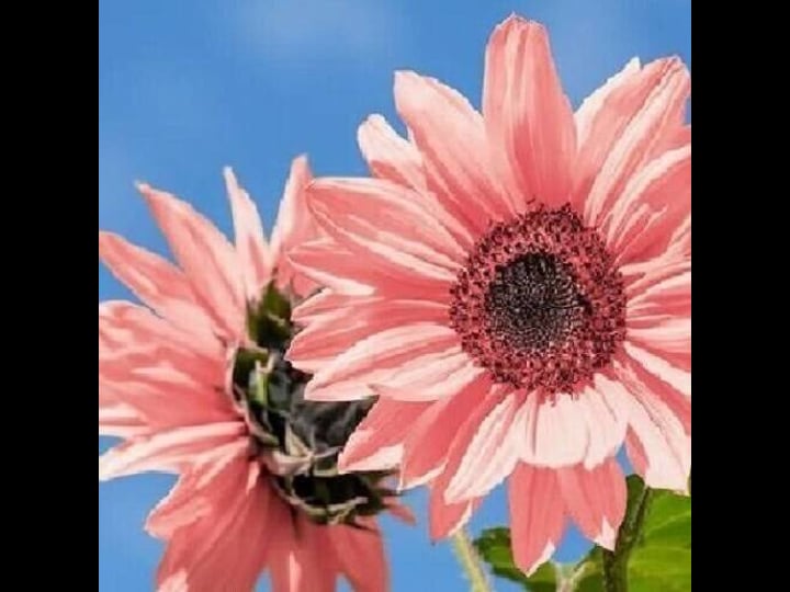 50-seeds-light-pink-sunflowers-huge-planting-sunflower-large-flowers-fresh-home-garden-1
