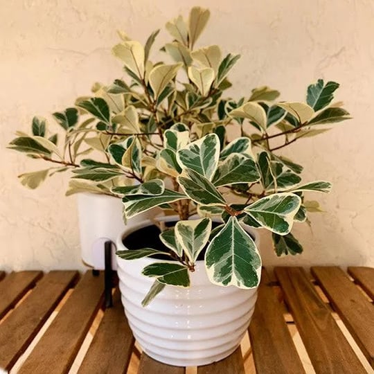 6-inch-ficus-triangularis-easy-growing-indoor-plant-ideal-for-any-climate-1