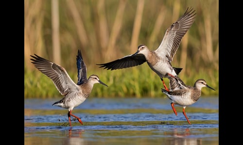 Wade In Confidence: 19 Best Banded Waders for Fishing and Hunting