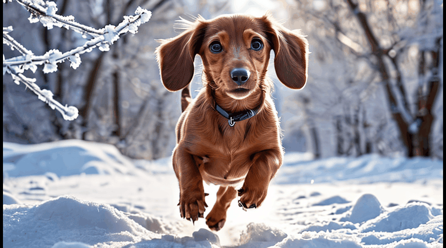 Our Dachshund Through The Snow roundup features the best-rated winter gear and accessories to keep your dachshund warm and cozy during those snowy days.