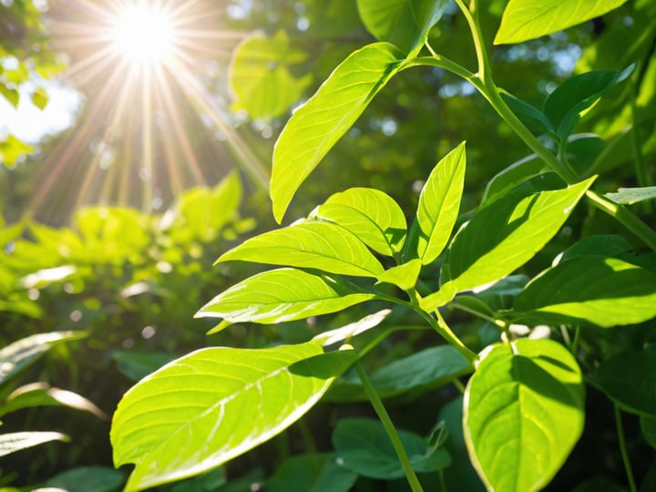 Nature-s-Sunshine-Chlorophyll-3