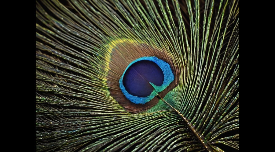 Discover the top recommendations for Peacock Feather products, offering innovative and stylish designs for home decor and fashion accessories enthusiasts.