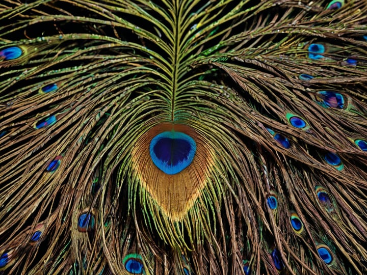 Peacock-Feather-2
