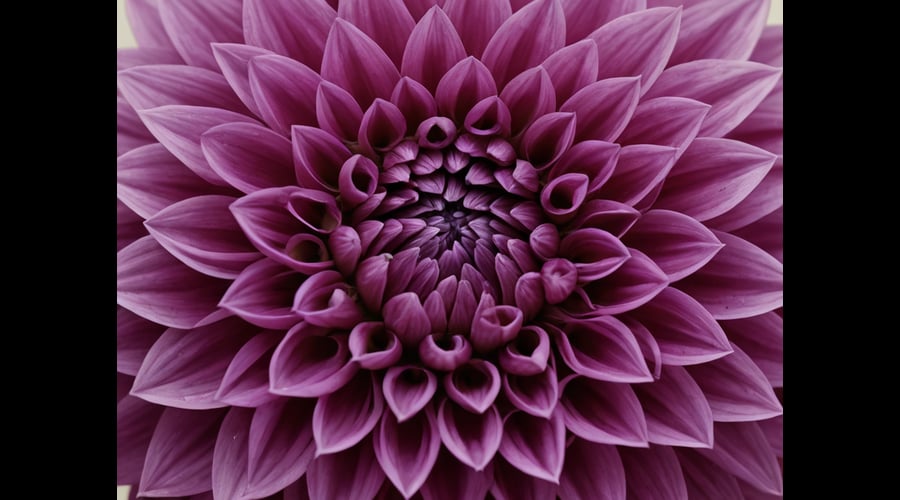 A comprehensive guide to the best purple dahlia varieties, highlighting their distinctive color, blooms, and cultural significance.
