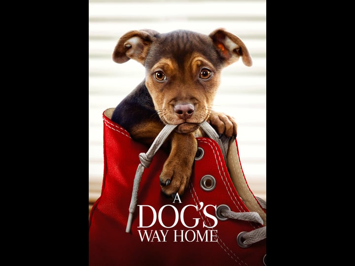 a-dogs-way-home-tt7616798-1