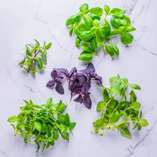 aerogarden-international-basil-seed-kit-9-pod-1
