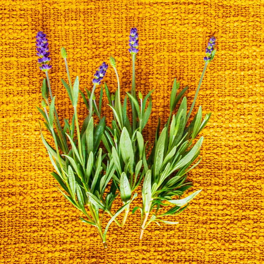 aerogarden-lots-of-lavender-seed-pod-kit-6-pod-flower-1