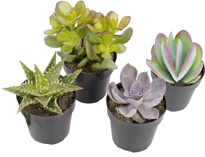 altman-plants-beloved-succulent-plants-collection-4-pack-2-5-potted-succulents-plants-live-house-pla-1