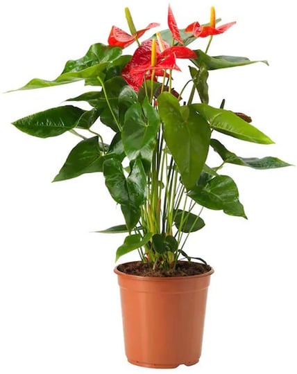 american-plant-exchange-anthurium-plant-6-inch-pot-live-indoor-houseplant-easy-care-flowering-housep-1