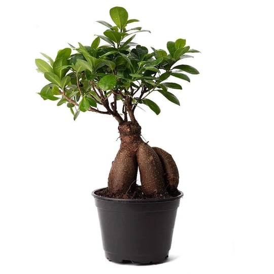 american-plant-exchange-ficus-ginseng-microcarpa-easy-care-4-year-old-bonsai-tree-live-plant-6-pot-i-1