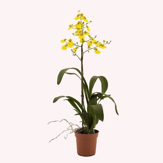 american-plant-exchange-live-oncidium-orchid-plant-with-colorful-flowers-dancing-lady-orchid-plant-g-1