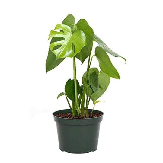american-plant-exchange-monstera-deliciosa-large-split-leaves-air-purifying-tropical-elegance-for-ho-1