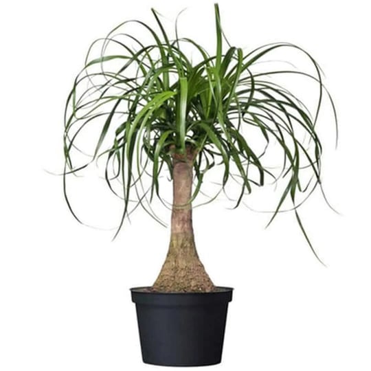 american-plant-exchange-pony-tail-palm-tree-6-inch-pot-live-indoor-houseplant-pet-safe-plant-delight-1