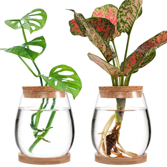 biggun-2-pcs-separated-desktop-plant-terrarium-plant-propagation-planter-water-station-planting-glas-1
