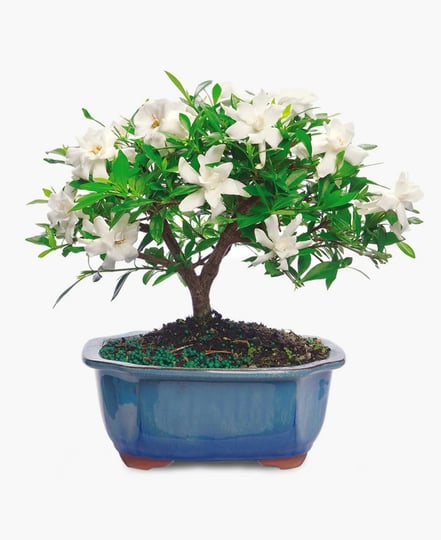 bloomsybox-gardenia-bonsai-live-plant-1