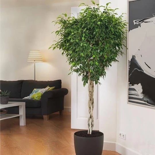 brighter-blooms-braided-benjamina-ficus-tree-3-4-ft-no-shipping-to-az-and-or-1