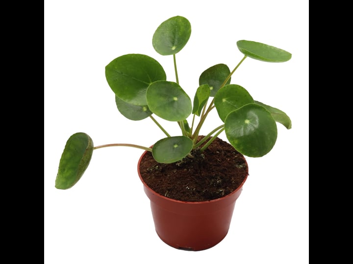 california-tropicals-rare-chinese-money-plant-pilea-peperomioides-live-house-plant-4-inch-pot-for-ea-1