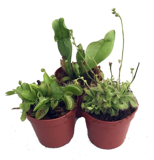 carnivorous-terrarium-plants-assortment-of-3-plants-in-2-pots-1