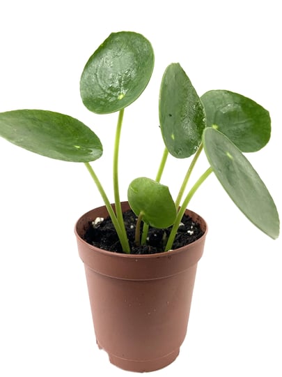 chinese-money-plant-1-live-starter-plant-pilea-peperomioides-rare-and-elegant-indoor-houseplant-1