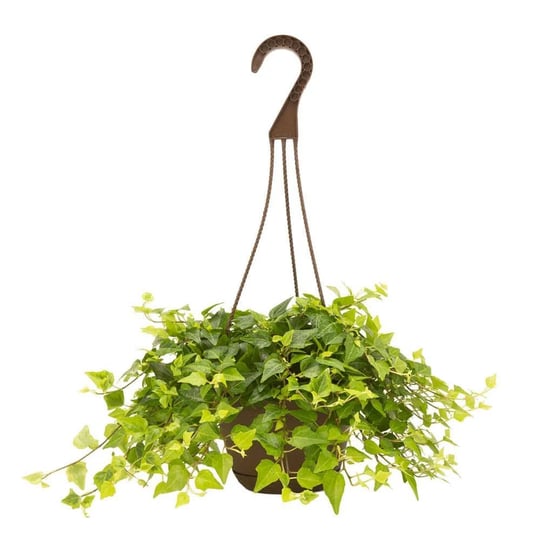 costa-farms-6-6-in-exotic-angel-assorted-foliage-plant-in-hanging-basket-growers-choice-1