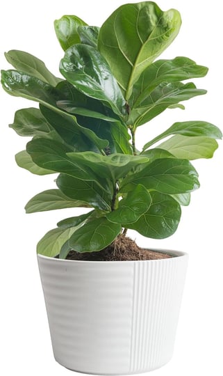 costa-farms-ficus-lyrata-fiddle-leaf-fig-tree-live-indoor-plant-growers-pot-1