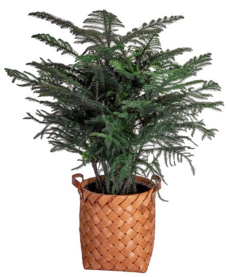 costa-farms-live-indoor-32in-tall-christmas-tree-direct-sunlight-plant-in10in-woven-planter-size-lar-1