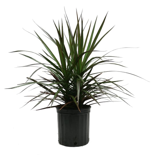 costa-farms-madagascar-dragon-tree-marginata-in-8-75-inch-grower-pot-1