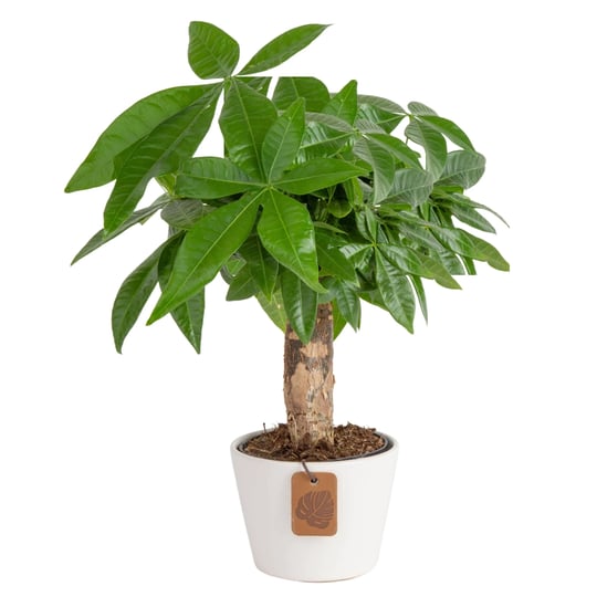 costa-farms-money-tree-mini-pachira-ships-in-ceramic-planter-10-inches-gift-or-home-d-cor-1