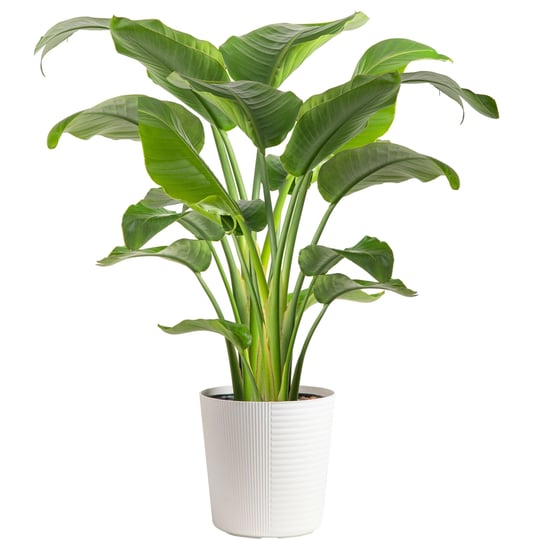 costa-farms-white-bird-of-paradise-strelitzia-nicolai-indoor-plant-in-1