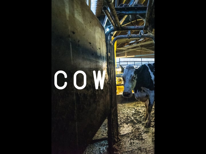 cow-4376946-1