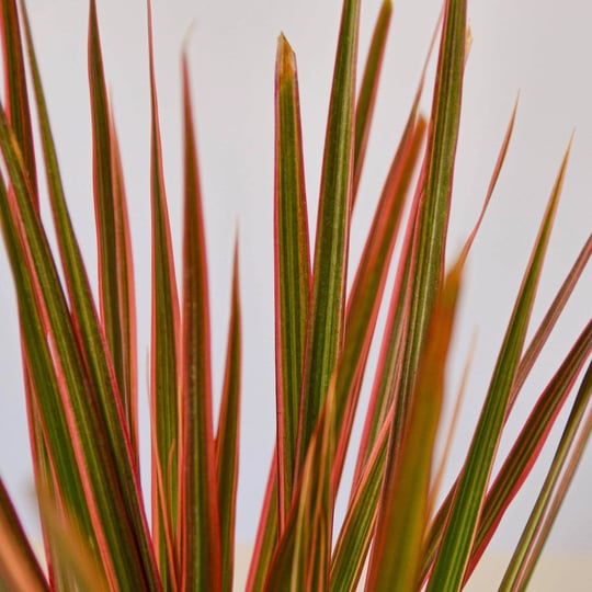 dracaena-colorama-6-pot-1