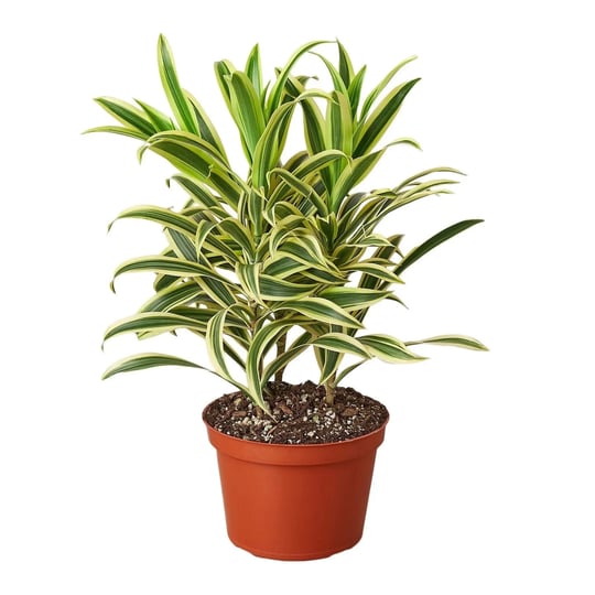 dracaena-song-of-india-live-plant-6-pot-1