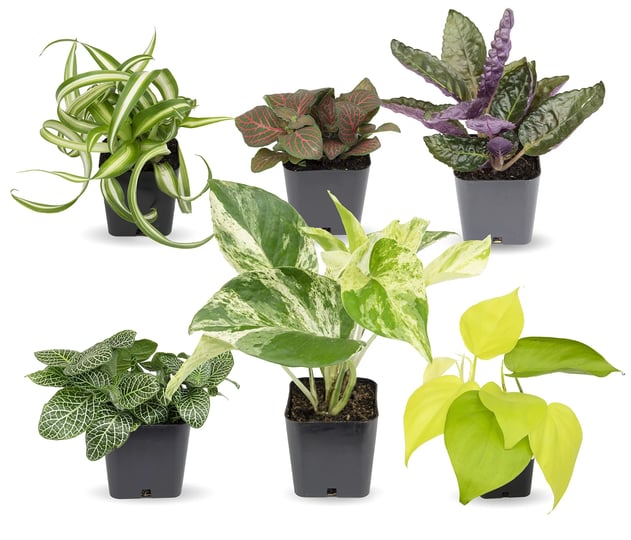 easy-to-grow-houseplants-6-pack-live-house-plants-in-plant-containers-growers-choice-plant-set-in-pl-1