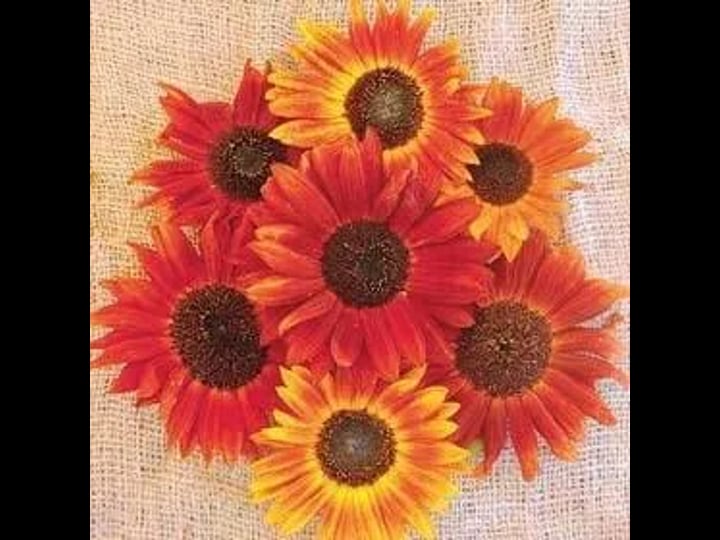 evening-sunset-blend-sunflower-seeds-for-planting-25-seeds-orange-yellows-pinks-etc-colors-of-the-se-1