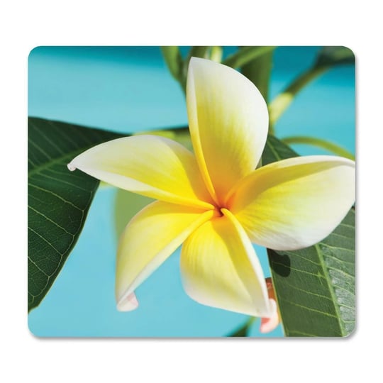fellowes-recycled-optical-mouse-pad-1