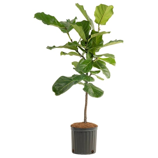 fiddle-leaf-fig-in-nursery-pot-costa-farms-1