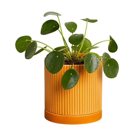 greendigs-pilea-in-orange-ceramic-fluted-5-inch-pot-size-5-inch-1