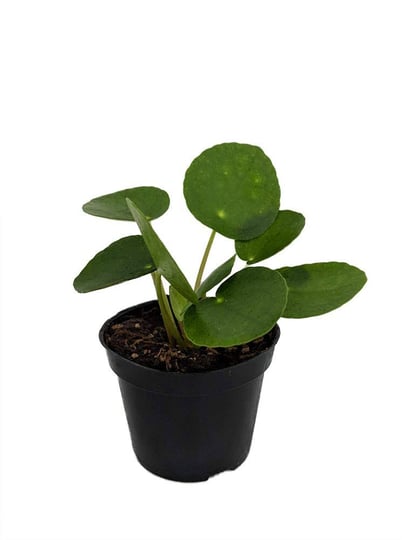 hirts-gardens-chinese-money-plant-pilea-peperomiodes-2-5-pot-1