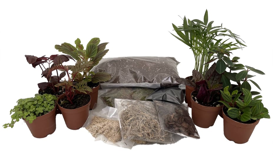 hirts-gardens-hirts-terrarium-kit-with-8-terrarium-plants-in-2-pots-1