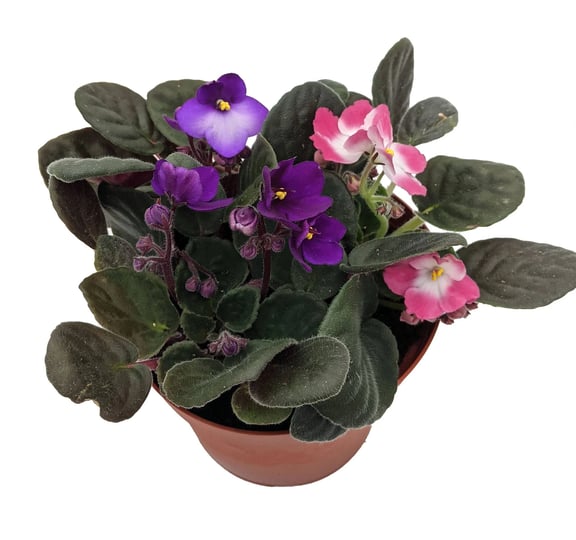 hirts-gardens-novelty-african-violet-6-pot-best-blooming-plant-1