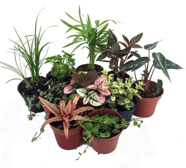 hirts-gardens-terrarium-fairy-garden-plants-10-plants-in-2-pots-1