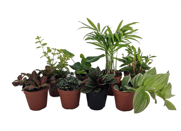 hirts-gardens-terrarium-fairy-garden-plants-8-plants-in-2-pots-1