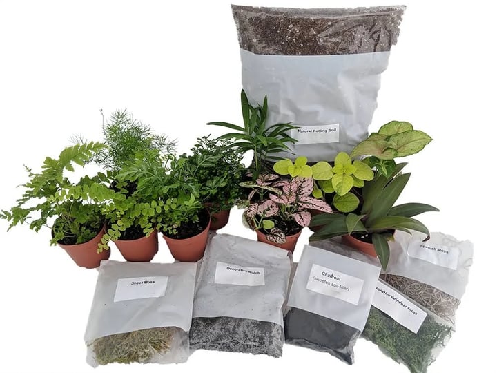 hirts-terrarium-kit-with-5-terrarium-plants-and-5-ferns-1